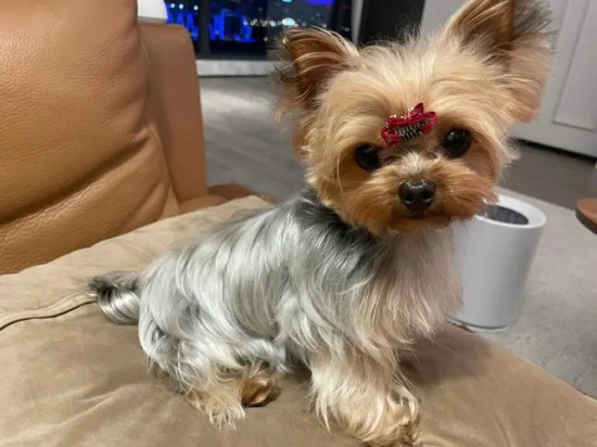 ���������г��ӵ�֢״����Щ��