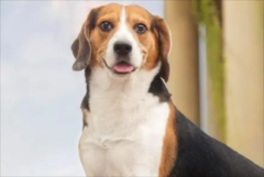 �����������ԭ������Щ��