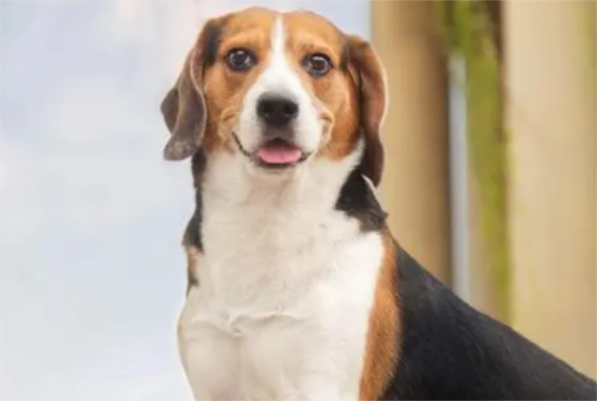 �����������ԭ������Щ��