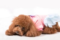 �����Զ����Ľ���