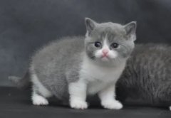 ����Ԥ��è���֬����