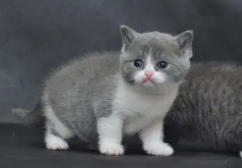 ����Ԥ��è���֬����