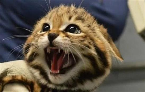 ����è�������ʱ��Ҫע��ʲô��