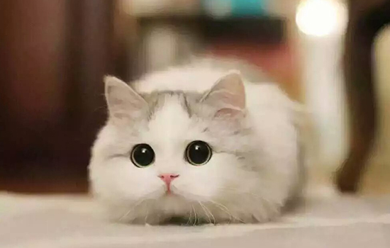 ��è�������׵�ʲô��