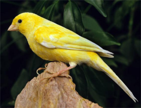 怎样挑选精品玉鸟 怎样挑选精品玉鸟