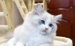 è��������Ҫ׼��ʲô���ߣ�