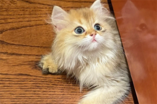 ���Ϊè���㲿��������