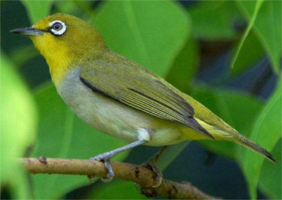鸟感冒一般几天能好 鸟感冒一般几天能好