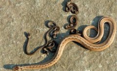 �߻��ж��ӻ����