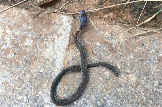 蛇老死了什么样 蛇老死了什么样