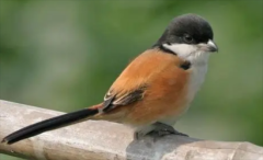 ��ʲô��׬Ǯ�����