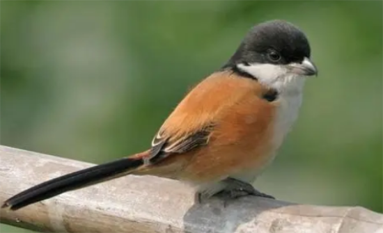 养什么鸟赚钱利润高 养什么鸟赚钱利润高