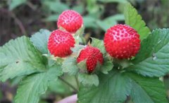 ������ʲôֲ��