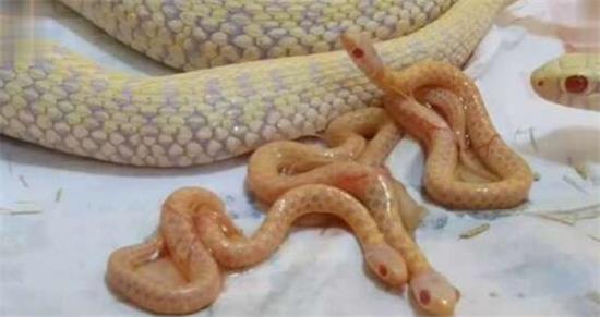 �߻��ж������