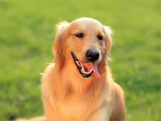 ��ë���ӴӺڱ����ʲôԭ��