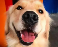 ��ë���ӱ����ɫ��ʲôԭ��