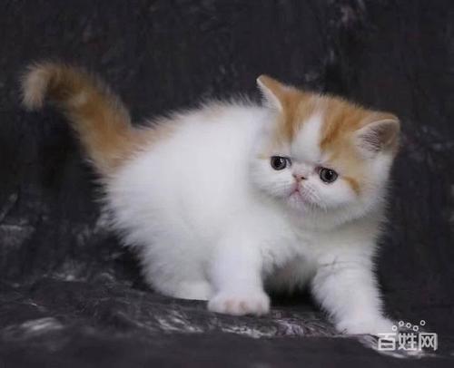 ����è���ë��������������