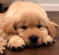 ����ιʳ����ԭ��