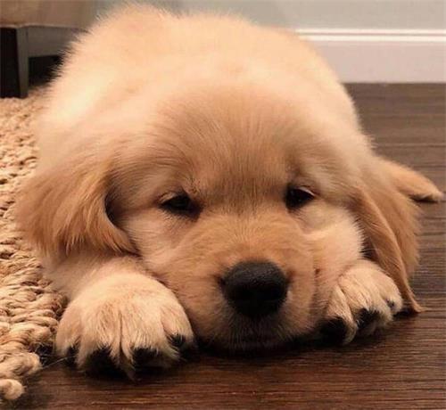 ����ιʳ����ԭ��