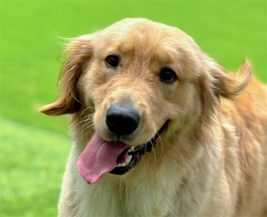 金毛一天吃几顿比较好什么时间喂 金毛一天吃几顿比较好什么时间喂