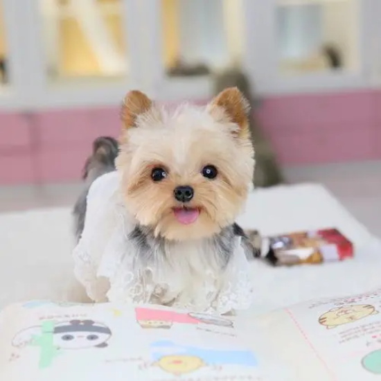 �����ļ�ͥ��ʳ