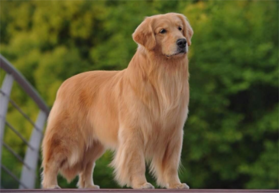 金毛鼻子有硬结痂开裂 金毛鼻子有硬结痂开裂