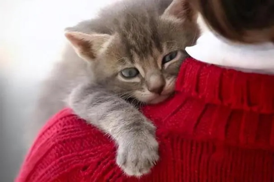 è��ϴ���ûθ�ڵĿ���ԭ��