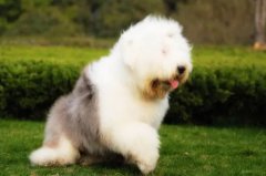 ����צ�Ӻ���������ô�죿