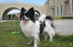 ����Ȯһֱ���Գ�ʲôҩ��