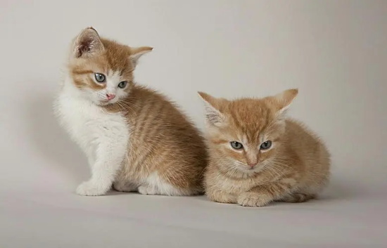 è�����6����֪ʶ���˽��Ϳ�������ߣè��