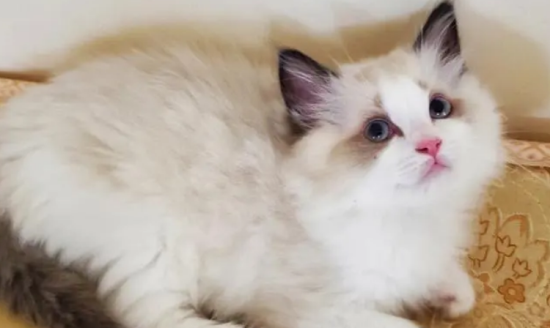 长毛猫的护理方法,如何给长毛猫洗澡和护理