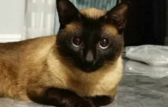 ���Ϊ����è����ë��