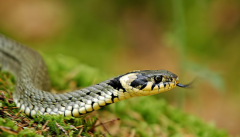 �߻ᱣ��������?