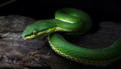 ��Ϊʲô�����õ���