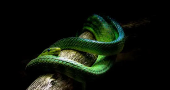 什么属相不适合养蛇 什么属相不适合养蛇