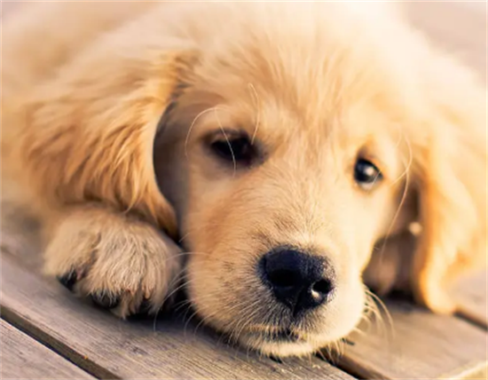 金毛吃得太饱会怎么样吗 金毛吃得太饱会怎么样吗