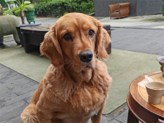 金毛鼻子干燥怎么处理 金毛鼻子干燥怎么处理