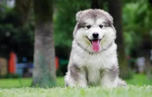 影响犬食欲的原因