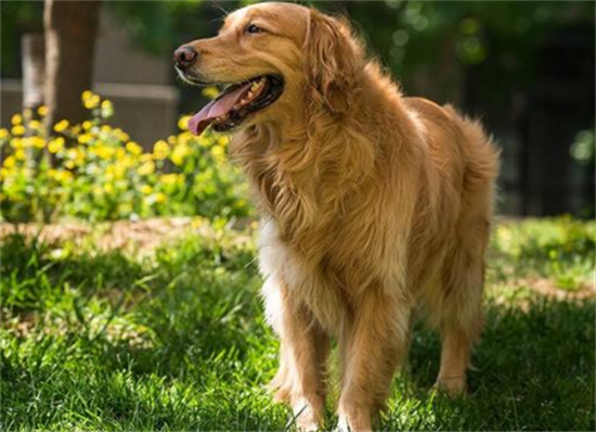 ��ëѰ��Ȯ��ë�̶���ʲôԭ��