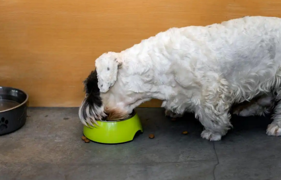 狗狗吃稀饭拉稀正常么 狗狗吃稀饭拉稀正常么