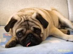 Ӱ�칷����ʳ��ԭ��