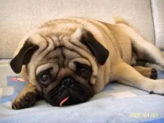 Ӱ�칷����ʳ��ԭ��