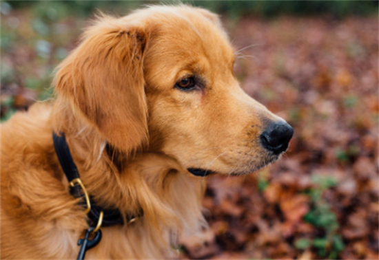 金毛犬尴尬期是什么意思 金毛犬尴尬期是什么意思