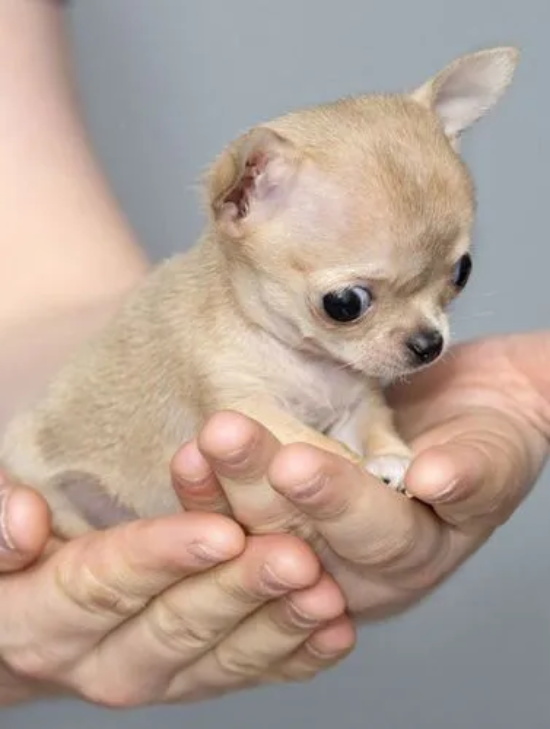 定期为吉娃娃驱虫的方法