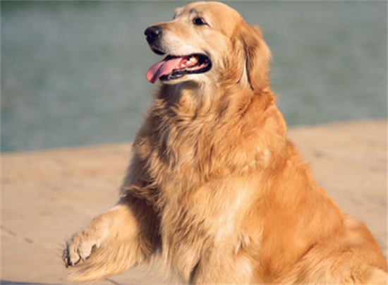 夏天金毛洗澡多久一次合适 夏天金毛洗澡多久一次合适