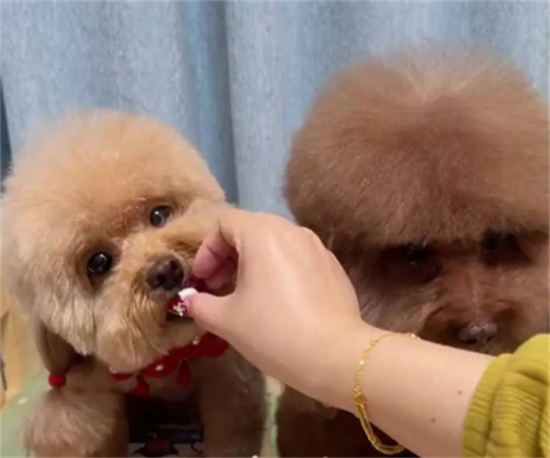 狗关节疼痛缓解疼痛药物有哪些 狗关节疼痛缓解疼痛药物有哪些