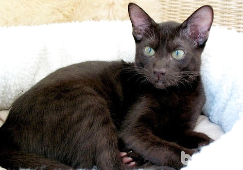 猫草和化毛膏哪个效果更好?该怎么选择?