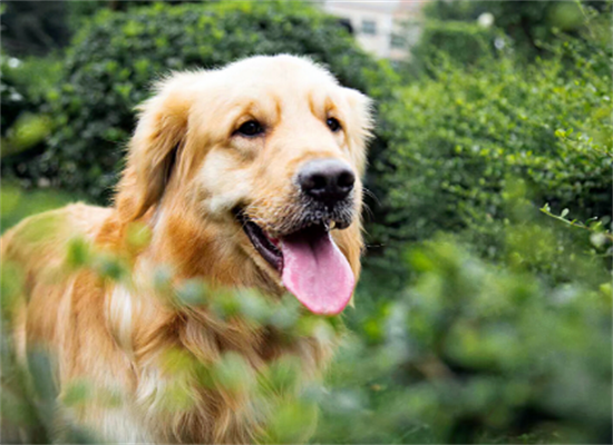 金毛幼犬吃少了会导致什么 金毛幼犬吃少了会导致什么