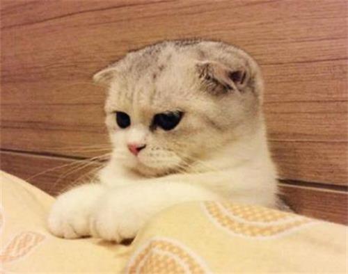 è�俪θ��ʳ������Щ?