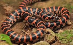 ���Ϻ����������ʲô��